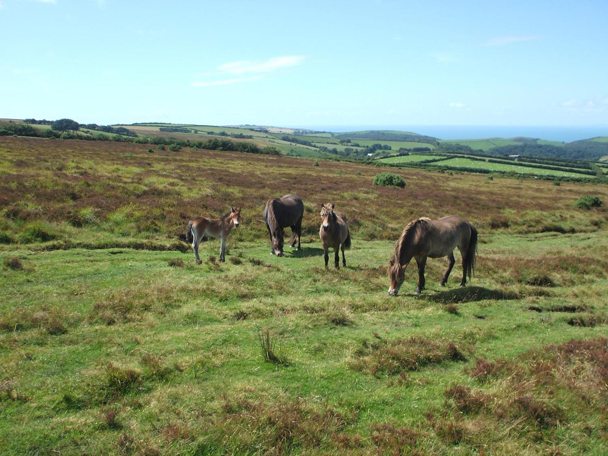 Coombe Farm Bed & Breakfast Lynton Luaran gambar